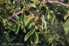 Diospyros chloroxylon